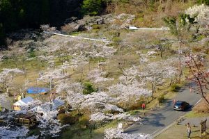 高森峠千本桜［阿蘇 高森町：桜 名所］