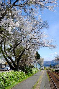  中松駅 見頃［南阿蘇村：桜 名所］