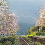 長陽駅［南阿蘇村：桜 名所］