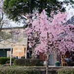 長陽駅［南阿蘇村：桜 名所］