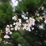 豊年桜 見頃［阿蘇 高森町：桜 名所］