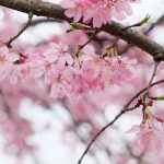 長陽駅［南阿蘇村：桜 名所］