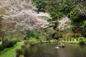 産神社 見頃［阿蘇市：桜 名所］