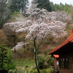 産神社 見頃［阿蘇市：桜 名所］