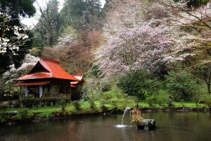 産神社 見頃［阿蘇市：桜 名所］