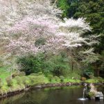 産神社 見頃［阿蘇市：桜 名所］