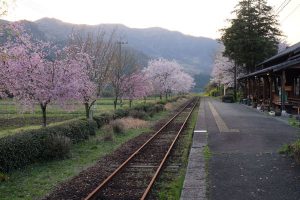 長陽駅［南阿蘇村：桜 名所］