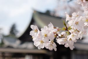  阿蘇神社 見頃［阿蘇市：桜 名所］