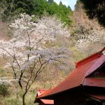 産神社 見頃［阿蘇市：桜 名所］