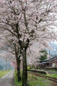 長陽駅［南阿蘇村：桜 名所］