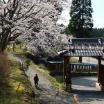  月廻り公園 見頃［阿蘇 高森町：桜 名所］