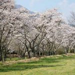 休暇村南阿蘇 見頃［阿蘇 高森町：桜 名所］