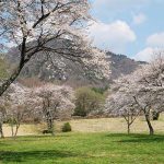 休暇村南阿蘇 見頃［阿蘇 高森町：桜 名所］