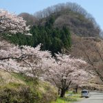 高森峠千本桜 九十九曲がり［阿蘇 高森町：桜 名所］