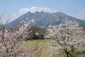 休暇村南阿蘇 見頃［阿蘇 高森町：桜 名所］