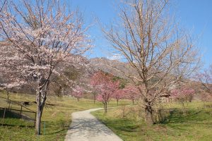 鍋の平キャンプ村 見頃［阿蘇 高森町：桜 名所］