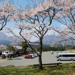  月廻り公園 見頃［阿蘇 高森町：桜 名所］