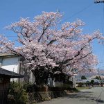 阿蘇白川駅 見頃［南阿蘇：桜 名所］