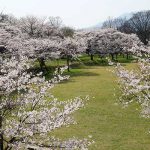 休暇村南阿蘇 見頃［阿蘇 高森町：桜 名所］