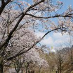  月廻り公園 見頃［阿蘇 高森町：桜 名所］