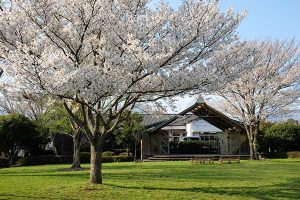 高森駅 見頃［阿蘇 高森町：桜 名所］