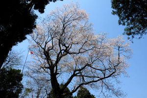 豊年桜 見頃［阿蘇 高森町：桜 名所］