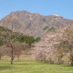 鍋の平キャンプ村 見頃［阿蘇 高森町：桜 名所］