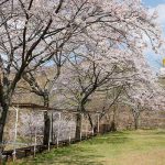  月廻り公園 見頃［阿蘇 高森町：桜 名所］