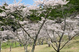 高森峠千本桜 九十九曲がり［阿蘇 高森町：桜 名所］