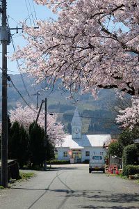 阿蘇白川駅 見頃［南阿蘇：桜 名所］