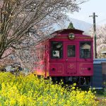 高森駅 見頃［阿蘇 高森町：桜 名所］