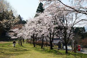  月廻り公園 見頃［阿蘇 高森町：桜 名所］