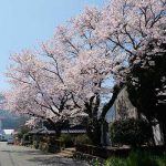 阿蘇白川駅 見頃［南阿蘇：桜 名所］