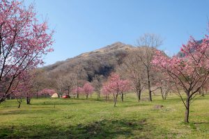 鍋の平キャンプ村 見頃［阿蘇 高森町：桜 名所］