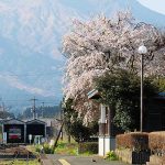 高森駅 見頃［阿蘇 高森町：桜 名所］