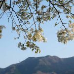 阿蘇白川駅 見頃［南阿蘇：桜 名所］