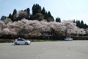  月廻り公園 見頃［阿蘇 高森町：桜 名所］