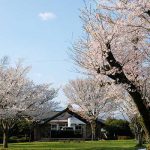 高森駅 見頃［阿蘇 高森町：桜 名所］