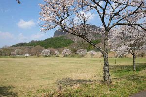 休暇村南阿蘇 見頃［阿蘇 高森町：桜 名所］