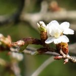 牛神桜 見頃［阿蘇市：桜 名所］