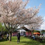 高森駅 見頃［阿蘇 高森町：桜 名所］