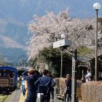 高森駅 見頃［阿蘇 高森町：桜 名所］