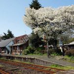  中松駅 見頃［南阿蘇村：桜 名所］