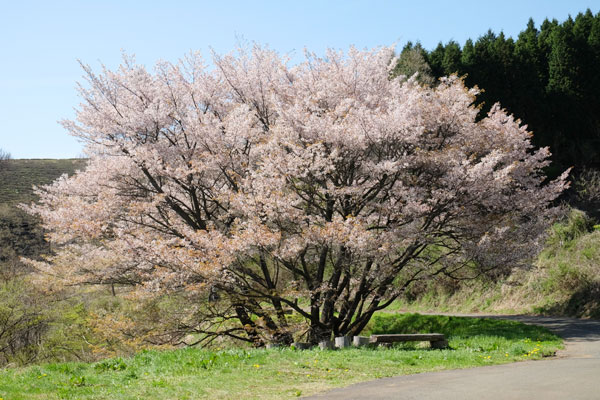 牛神桜 見頃［阿蘇市：桜 名所］