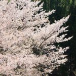 牛神桜 見頃［阿蘇市：桜 名所］