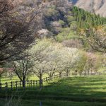 鍋の平キャンプ村 見頃［阿蘇 高森町：桜 名所］