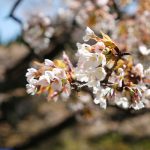 牛神桜 見頃［阿蘇市：桜 名所］