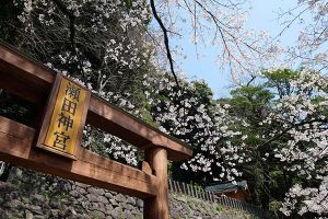 瀬田神社 見頃［熊本 大津町：桜 名所］