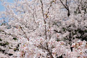 瀬田神社 見頃［熊本 大津町：桜 名所］