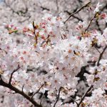 瀬田神社 見頃［熊本 大津町：桜 名所］